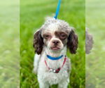 Small #1 Shih-Poo