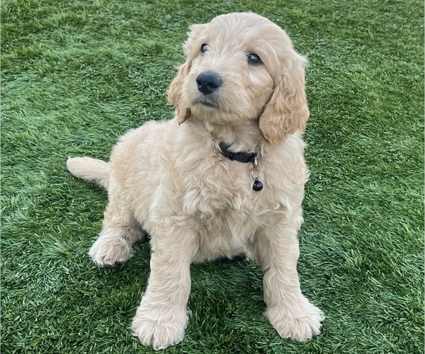 Medium Photo #87 Goldendoodle Puppy For Sale in PHOENIX, AZ, USA