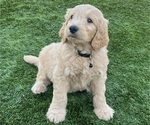 Puppy 6 Goldendoodle