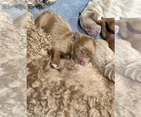 Medium Photo #6 Goldendoodle Puppy For Sale in ORANGEVALE, CA, USA
