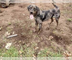 Father of the Catahoula Leopard Dog puppies born on 08/16/2022