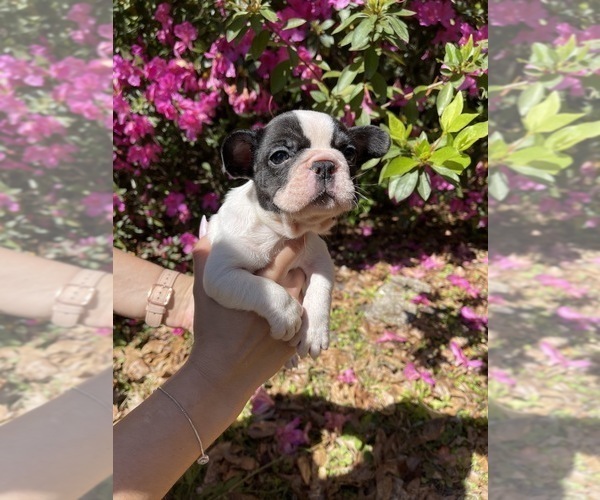 Medium Photo #1 French Bulldog Puppy For Sale in JACKSONVILLE, FL, USA