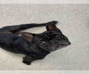 French Bulldog-Unknown Mix Dogs for adoption in Alameda, CA, USA