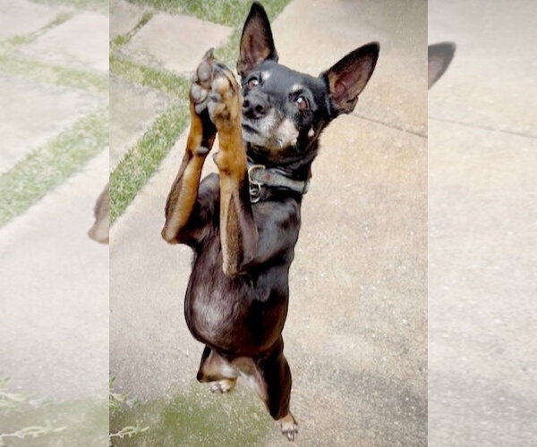 Medium Photo #3 Rat Terrier-Unknown Mix Puppy For Sale in Atlanta, GA, USA