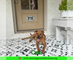 Small #3 Mutt