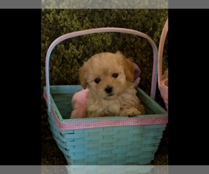 Poodle (Toy) Puppy for sale in GILBERT, AZ, USA