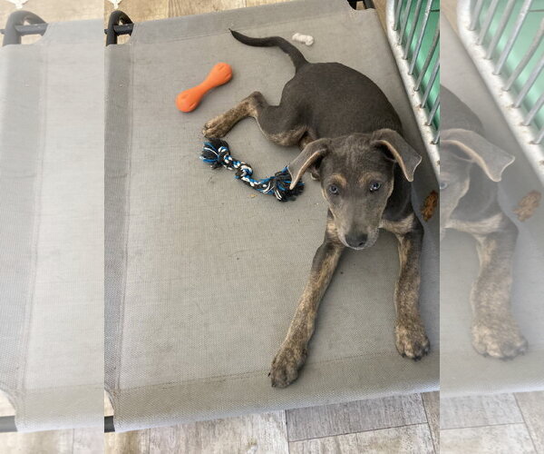 Medium Photo #8 Mutt Puppy For Sale in San Diego, CA, USA