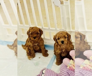 Poodle (Toy) Puppy for sale in HOUSTON, TX, USA