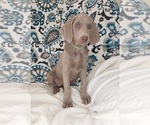 Small Photo #3 Weimaraner Puppy For Sale in LEWISBURG, KY, USA