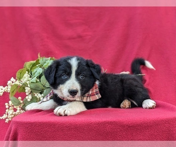 Medium Photo #4 Border Collie Puppy For Sale in KIRKWOOD, PA, USA