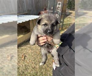 German Shepherd Dog Dogs for adoption in Houston, TX, USA