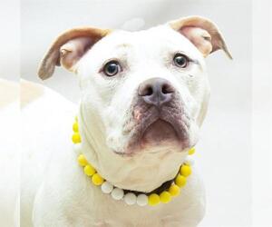 Mutt Dogs for adoption in Sanford, FL, USA