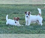Small #1 Jack Russell Terrier