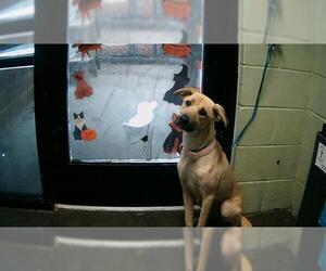 Shepradors Dogs for adoption in Tulsa, OK, USA