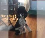 Small Photo #1 Bernedoodle Puppy For Sale in BENTON, KY, USA