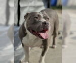Small #1 American Staffordshire Terrier
