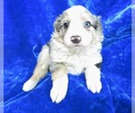 Puppy 4 English Shepherd-Miniature Australian Shepherd Mix