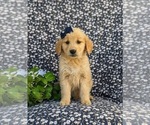 Small Photo #6 Golden Retriever Puppy For Sale in NEW PROVIDENCE, PA, USA