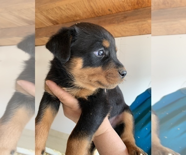 Medium Photo #11 Rottweiler Puppy For Sale in OAK GLEN, CA, USA