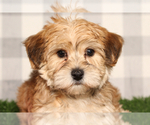 Image preview for Ad Listing. Nickname: Yochon Puppies