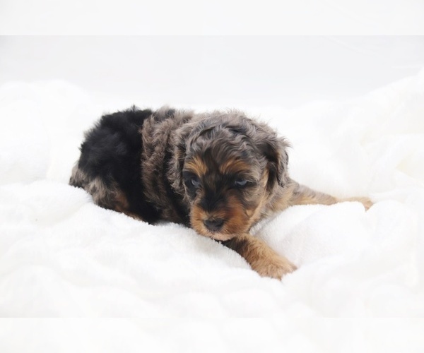Medium Photo #59 Cockapoo Puppy For Sale in RIPLEY, TN, USA