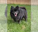 Small #1 Pomeranian