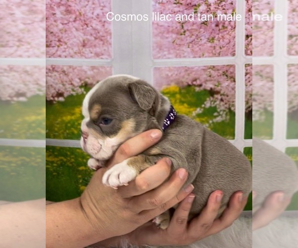 Medium Photo #1 Bulldog Puppy For Sale in CORPUS CHRISTI, TX, USA