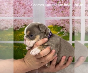 Bulldog Puppy for sale in CORPUS CHRISTI, TX, USA