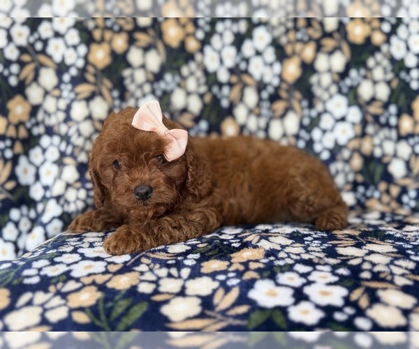 Medium Photo #9 Cavapoo (Miniature) Puppy For Sale in LAKELAND, FL, USA