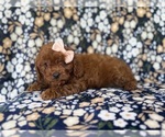 Small #8 Cavapoo (Miniature)