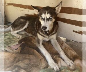Dixie - Female Huskies -Unknown Mix Dog for Adoption - Photo #7