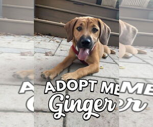 Medium Jack Russell Terrier-Redbone Coonhound Mix