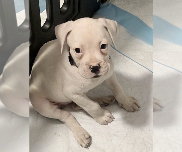 Medium Photo #1 Boxer Puppy For Sale in DISPUTANTA, VA, USA