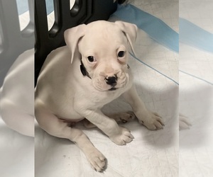 Boxer Puppy for sale in DISPUTANTA, VA, USA