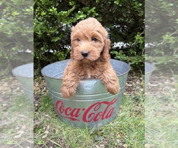 Medium Photo #4 Goldendoodle (Miniature) Puppy For Sale in MIDDLEBURY, IN, USA