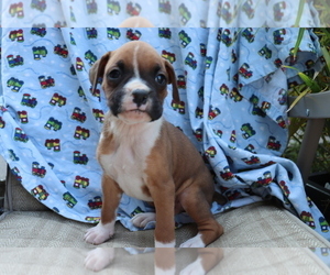 Boxer Puppy for sale in SHILOH, OH, USA