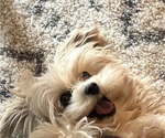 Small #3 Maltipoo (Miniature)
