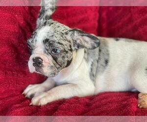 French Bulldog Puppy for sale in BOSTON, MA, USA