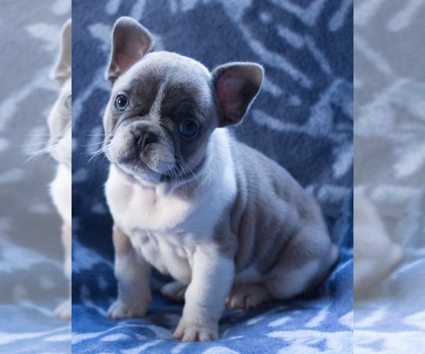 Medium Photo #4 French Bulldog Puppy For Sale in BAY VIEW, WI, USA