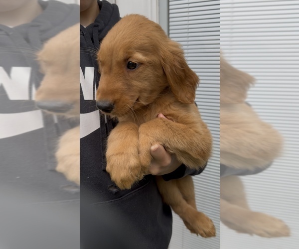 Medium Photo #2 Golden Retriever Puppy For Sale in CHAMPIONS GATE, FL, USA