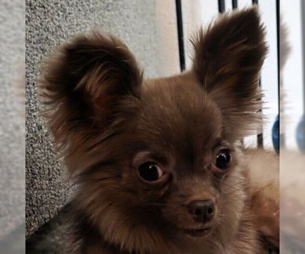 Medium Photo #2 Chihuahua-Unknown Mix Puppy For Sale in Pleasanton, CA, USA