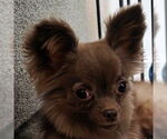 Small #1 Chihuahua Mix