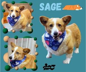 Mutt Dog for Adoption in Lindsay, California USA