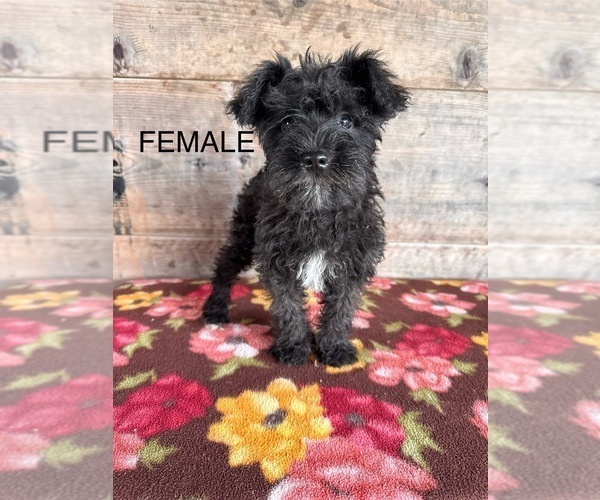 Medium Photo #13 Schnauzer (Miniature) Puppy For Sale in VERMONTVILLE, MI, USA