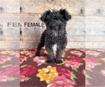 Small #12 Schnauzer (Miniature)