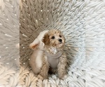 Small Photo #10 Poodle (Toy) Puppy For Sale in VIRGINIA BEACH, VA, USA