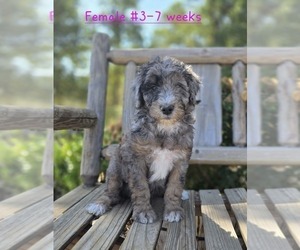 Poodle (Standard) Puppy for sale in REDDING, CA, USA