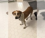 Small #6 Labrador Retriever Mix
