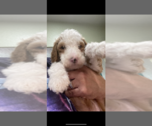 Goldendoodle-Poodle (Standard) Mix Puppy for sale in ALBUQUERQUE, NM, USA