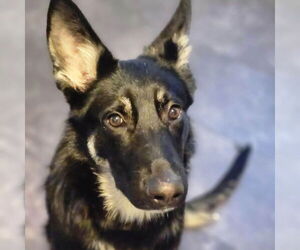 German Shepherd Dog Dogs for adoption in Aurora, IN, USA